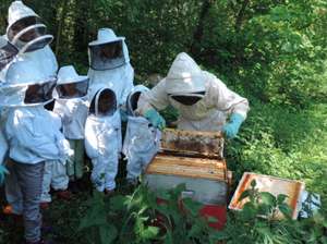 Atelier gratuit "découverte de l'apiculture" - Ferrières-en-Brie (77)