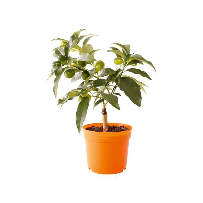 Pot d'agrumes Gardenline - Calamondin, Citronnier ou Kumquat, hauteur 25 cm