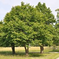 Distribution Gratuite d'Arbres au choix (Noisetiers, Viornes, Cornouillers, Cerisiers, Mûriers...) aux habitants - Saint-Malo (35)