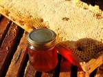 Extraction et Distribution du miel du rûcher communal - Aiffres (79)