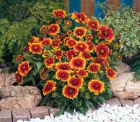 [Habitants] Distribution gratuite de plantes (Gazanias, Rudbeckias, Gaillardes, Ciboulette...) - Vannes (56)