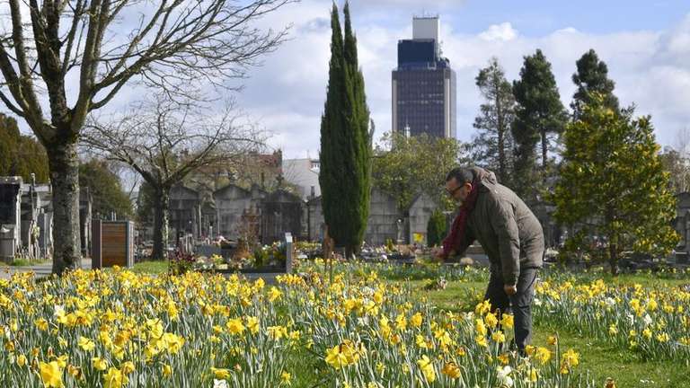 Fleurs en libre cueillette (jonquille & dahlia) pour fleurir les tombes - Cimetières de Nantes (44)
