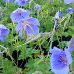 Fleur Géranium Vivace Bleus De L'himalaya