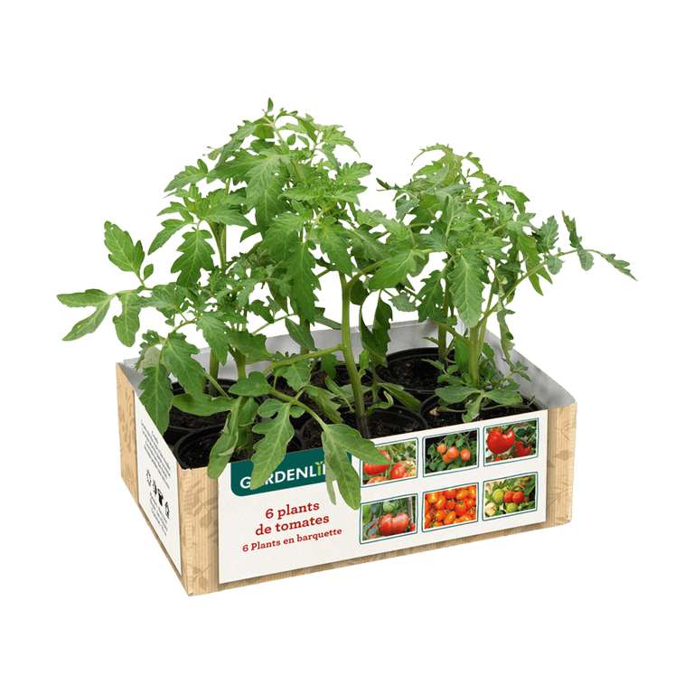 6 plants de tomates anciennes Gardenline - Variétés assortie
