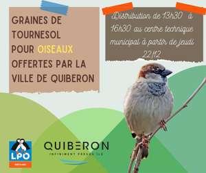 Distribution gratuite de graines de tournesol pour oiseaux pendant l'hiver - Quiberon (56)
