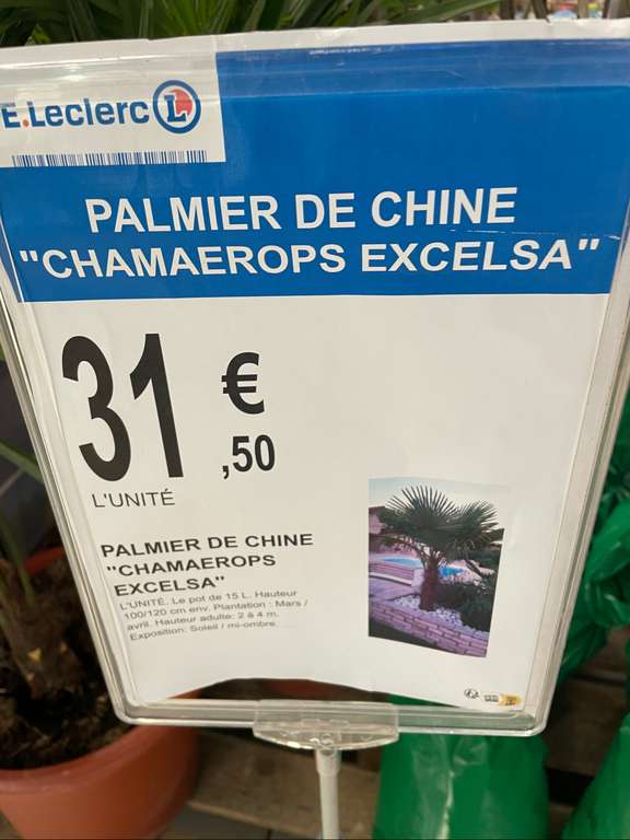 Palmier de chine CHAMAEROPS EXCELSA (ou appelé également palmier de chanvre) - Nœux-les-Mines (62)