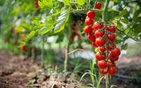 Distribution gratuite de plants aromatiques et tomates cerises - Givors (69)
