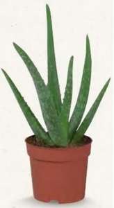 Plante Aloe Vera