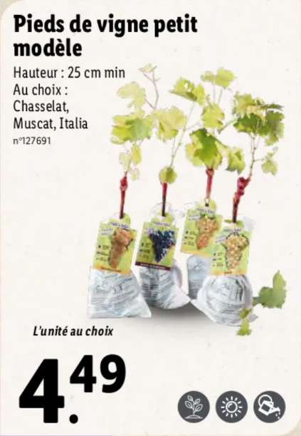 Pied de vigne - Hauteur: 25 cm min., au choix: Chasselat, Muscat ou Italia