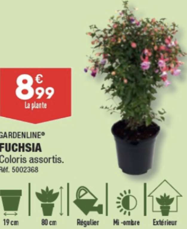 Plante à fleurs en pot FUCHSIA - 80cm