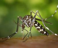 [Habitants] Distribution Gratuite de Larvicide Biologique Anti-Moustiques - Mougins (06)