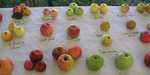 Distribution gratuite de greffons de 150 variétés de pommes et de poires - Tréméven (29)