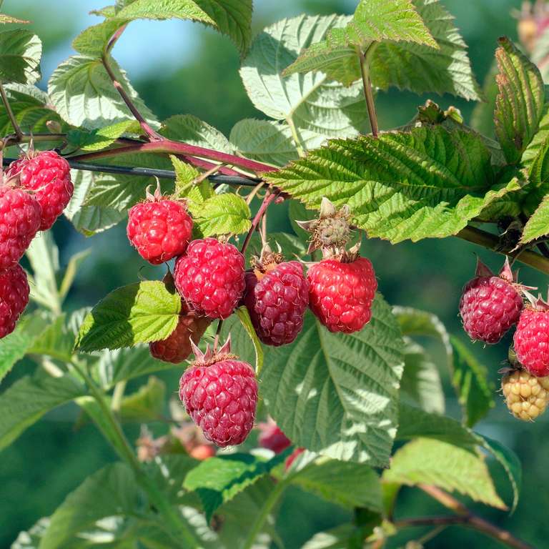 Le framboisier remontant Variété “Héritage” (Rubus idaeus Heritage), La motte - (15€ minimum de commande)