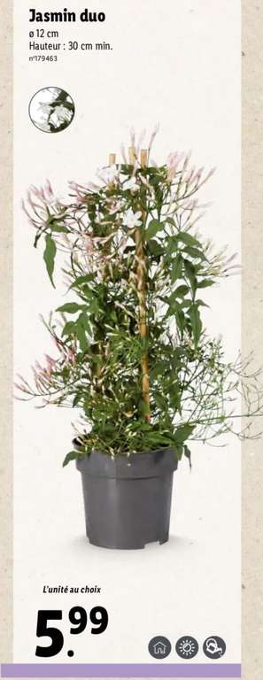 Plante Jasmin Duo (jasminum polyanthum)