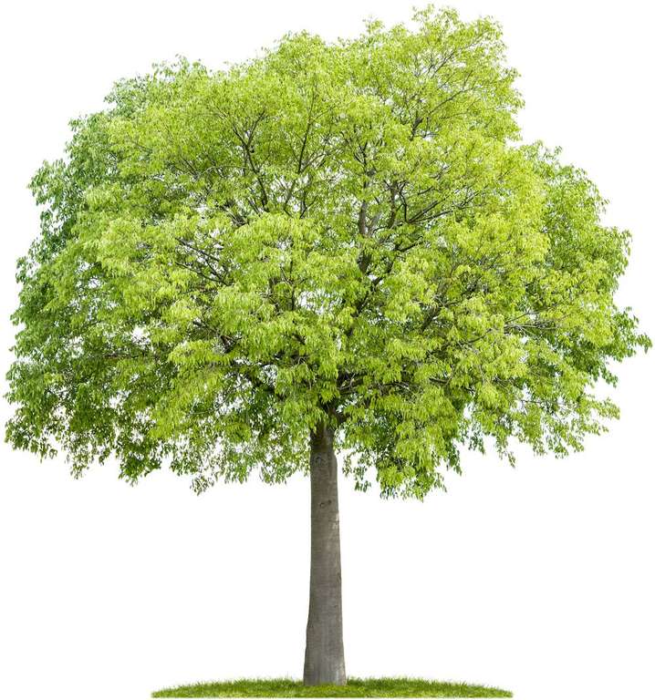 [Habitants] Distribution gratuite de jeunes arbres: Abricotier, Nashis, Savonnier, Pêcher, Orme, Cerisier…(via formulaire) - Eybens (38)