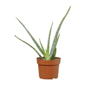 Plante Aloe Vera Gardenline - Hauteur 25 cm