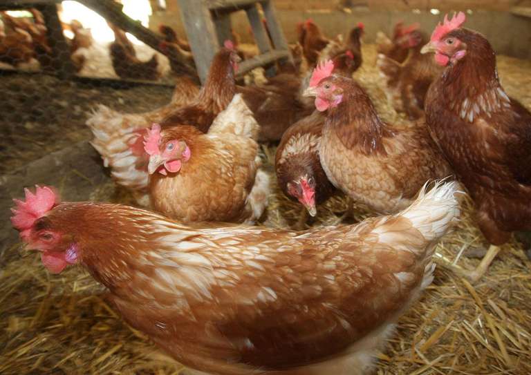 Vente de 10000 poules pondeuses réformées - Mont-de-Marsan (40)