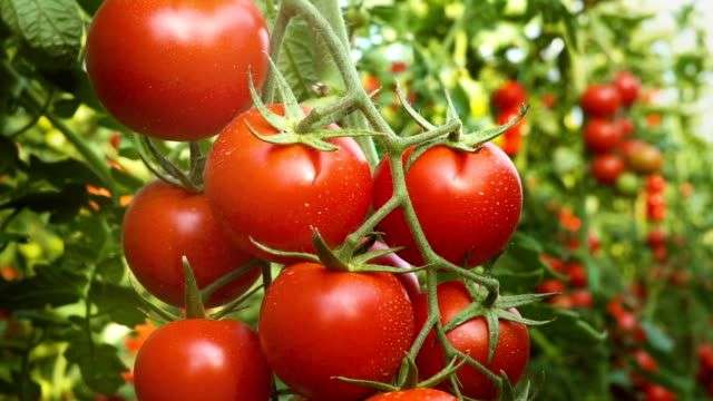 [Lidl Plus] Tomate grappe catégorie 1, à 1,44€ le Kilo