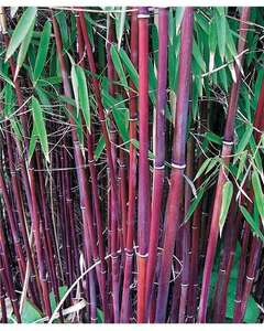 [Minimum d'achat de 15€] Bambou à cannes rouges Fargesia Scabrida Asian Wonder (non traçant) - Rouge