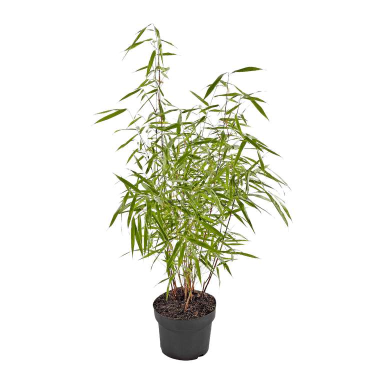 Bambou Fargesia Gardenline