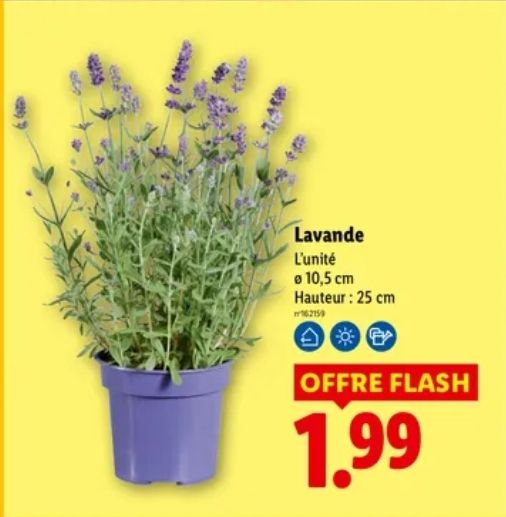 Pot de lavande Gardenline - Ø: 10,5 cm, hauteur: 25 cm — promo Maison