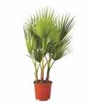Palmier de jardin (diamètre 22 cm Hauteur minimum 80cm)