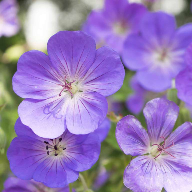 Fleur Géranium Vivace Bleus De L'himalaya