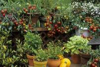 Distribution Gratuite de Plantes Potagères, de Plants de Légumes, de Fleurs et de Compost - Saint-Zacharie (83)