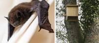 Distribution Gratuite de Gîtes à Chauves-Souris et de Nichoirs à Mésanges aux habitants - Langon (33)