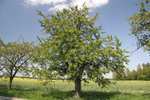[Habitants] Distribution Gratuite de 4 arbres (Chêne, Érable, Figuier, Merisier, Pêcher, Pin, Prunier, Tilleul...) - Grenoble (38)