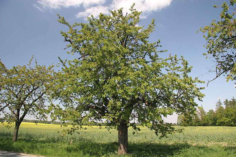 [Habitants] Distribution Gratuite de 4 arbres (Chêne, Érable, Figuier, Merisier, Pêcher, Pin, Prunier, Tilleul...) - Grenoble (38)