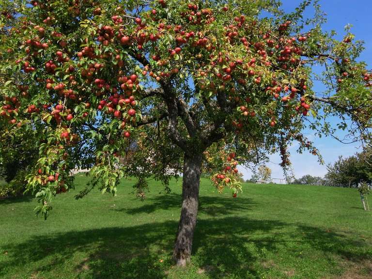 [Habitants] Distribution Gratuite d'Arbres ou d'Arbres Fruitiers - Val-de-Marne (94)