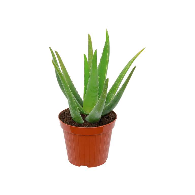 Aloe Vera en pot Gardenline - Hauteur 26 cm