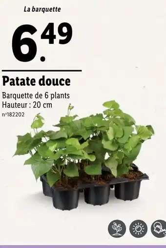 Barquette de 6 plants de patate douce