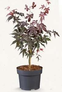 Érable du Japon (Acer palmatum) en pot - Hauteur 50 cm minimum, diamètre 19 cm