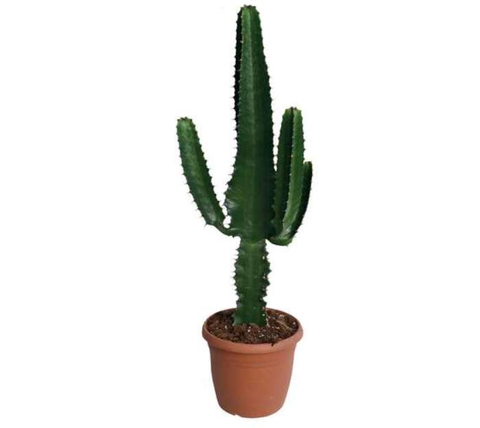 Cactus Western Euphoria (60-70cm)