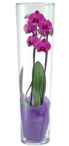 Orchidée 2 tiges - en vase