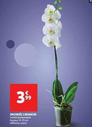 Orchidée Phalaenopsis 1 Branche (Coloris au choix) - 55 / 70cm