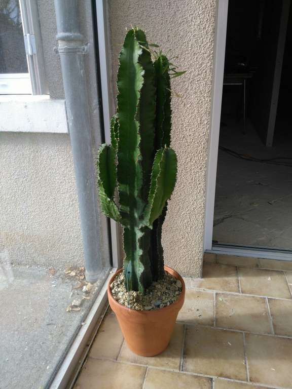 Cactus Euphorbia - Loches (37)