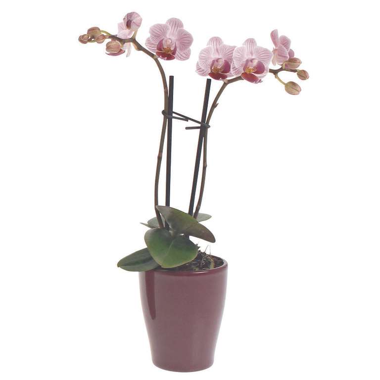 Mini Orchidée 2 tiges - avec cache pot céramique