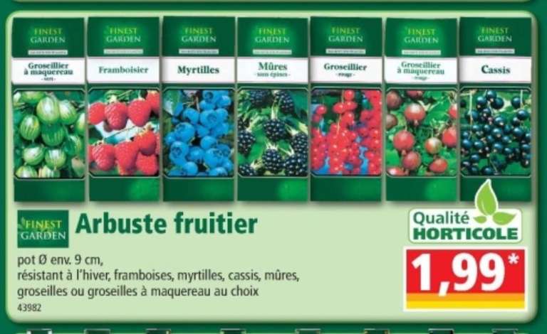 Arbuste fruitier en pot