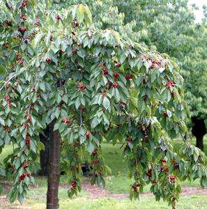 Arbre fruitier Quenouille - cerisier, poirier, pommier ou prunier, 3 à 5 m