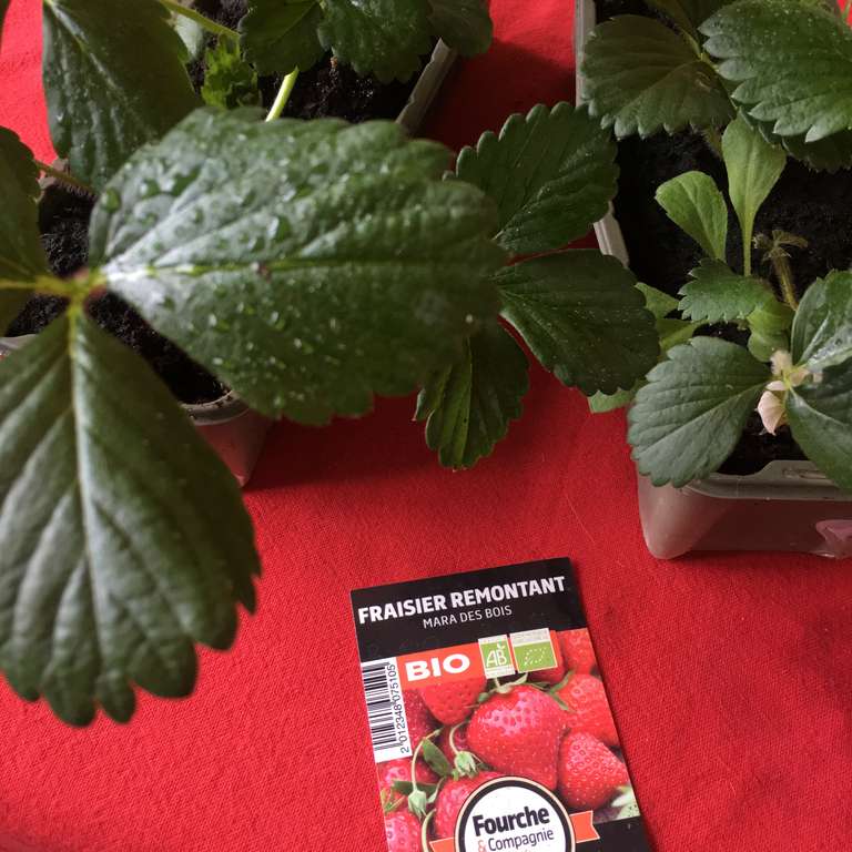 2 barquettes de 3 fraisiers Bio à planter