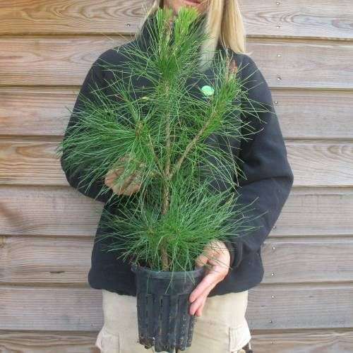 Pin Rouge du Japon (Pinus densiflora) - Taille 40 / 50cm  & Pot 1.3L (planfor.fr)