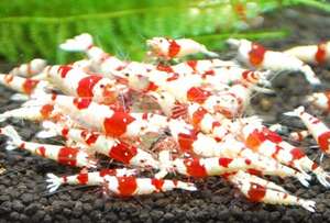 Crevettes d'eau douce vivantes Caridina cf. cantonensis - Red Crystal CRS, grade A à SSS