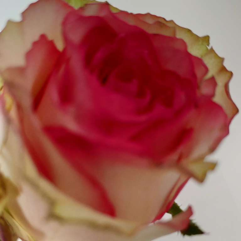 Une rose offerte en caisse pour la fête des mères - Decathlon Colmar (68)