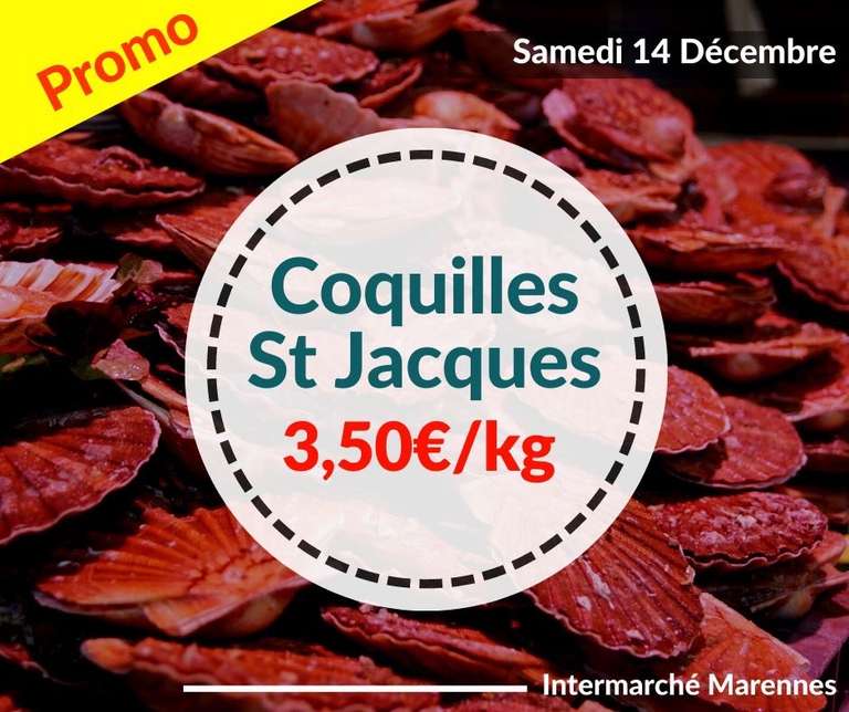 Coquilles Saint-Jacques entières (pêchées en Atlantique Nord-Est, le kg) - Marennes / Dolus d’oléron (17)