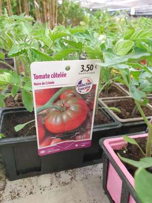 Lot de 6 pieds de tomates (Variétés au choix) - Besançon (25)