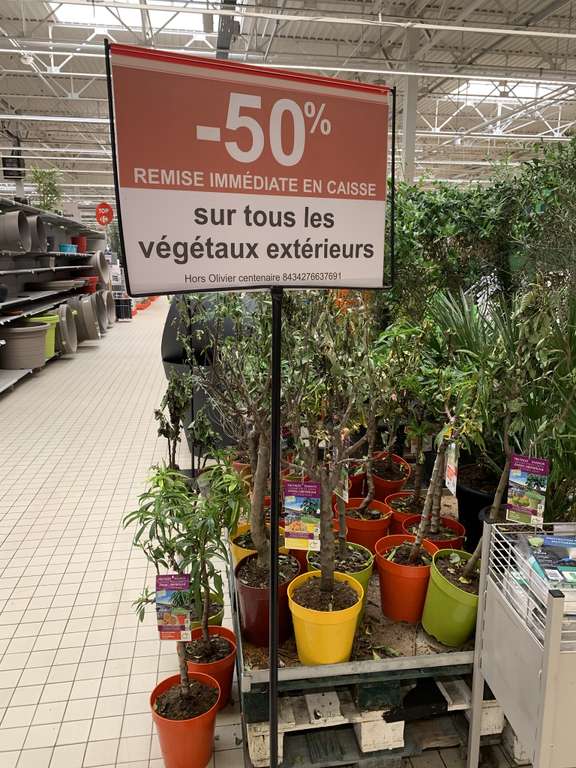 50% de réduction sur tous les végétaux extérieurs (hors oliviers centenaires) - Ex : palmier chanvre - Nantes Beaujoire (44)