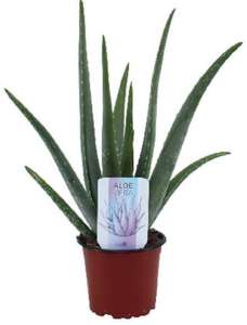 Plante Aloe Vera Barbadensis - Hauteur 45cm
